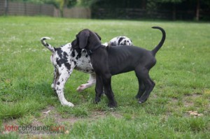 Deutsche Dogge Welpen Training