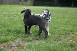 Deutsche Dogge Welpen Training